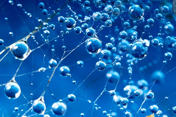 Gotas de agua redondas en la tela de araña sobre un fondo azul — Foto de Stock