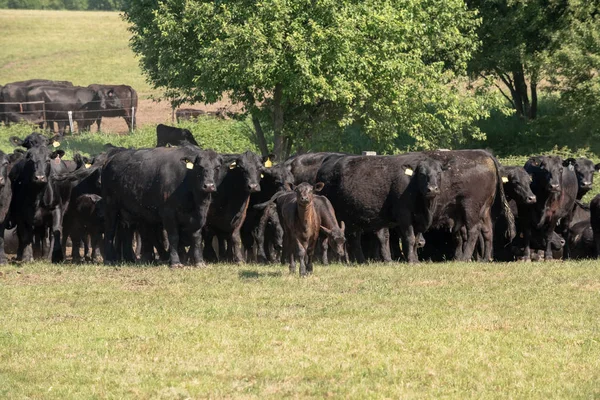 Manada de vacas Angus negras en un pasto libre en un prado verde —  Fotos de Stock