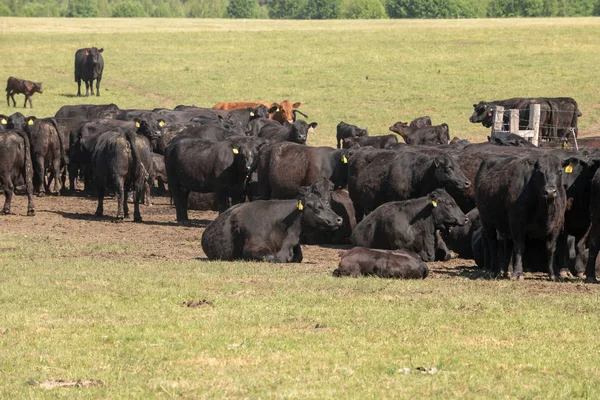 Troupeau de vaches Angus noires dans un pâturage gratuit sur une prairie verte — Photo