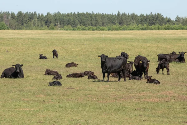 緑の牧草地の無料牧草地に黒いアンガス牛の群れ — ストック写真