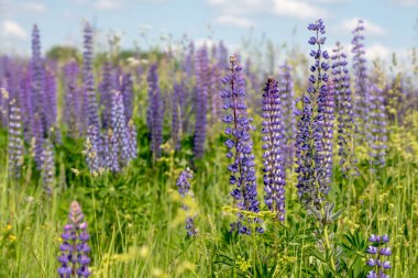 Çiçek açan lupin çiçekleri. Lupin tarlası. Güneş ışığı bitkilerin üzerinde parlar. Violet bahar ve yaz çiçekleri. Yumuşak yumuşak renkler, bulanık arkaplan.