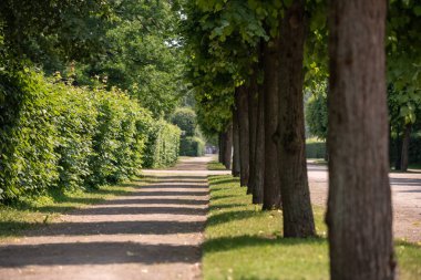 Duvar Kağıdı: Park yeşil ağaçlar ve kesilmiş çalılar Duvar Kağıdı ile