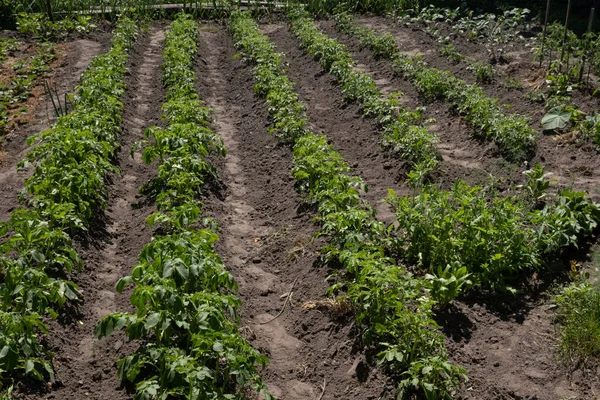 Baris tanaman kentang hijau di lapangan — Stok Foto