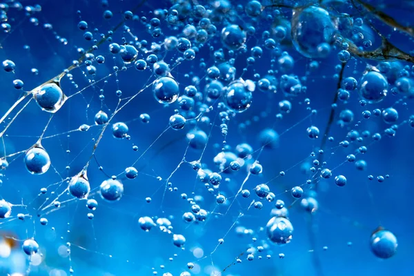 Air bulat tetes pada jaring laba-laba pada latar belakang biru close-up — Stok Foto