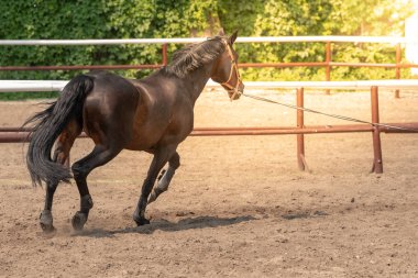 Ahırından bakan at