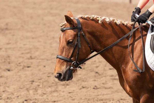 Treino de cavalos no estábulo. Aproximação da cabeça — Fotografia de Stock