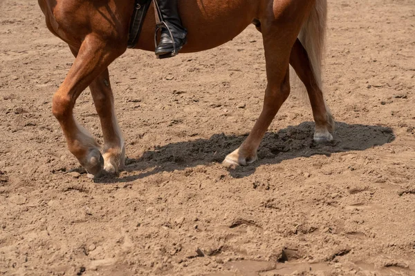 Formação de um cavalo partes do casco no chão — Fotografia de Stock