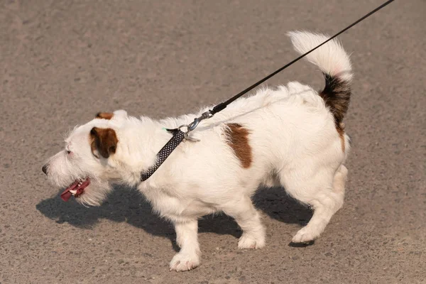 Obedient dog and long-line training leash on green grass background