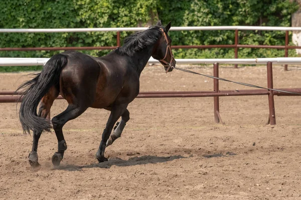 Cavalo olhando para fora de seu estábulo — Fotografia de Stock