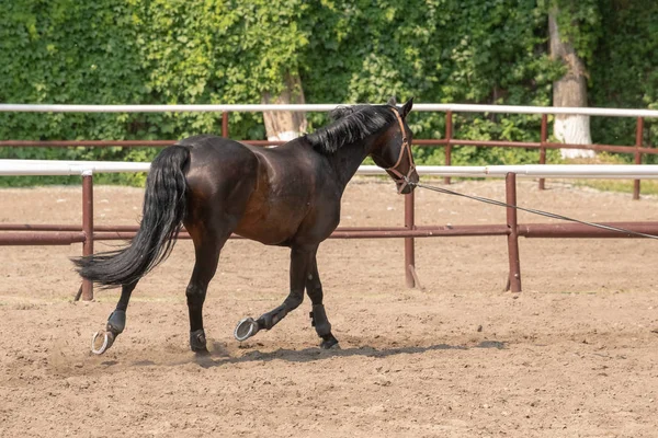 Cavalo olhando para fora de seu estábulo — Fotografia de Stock