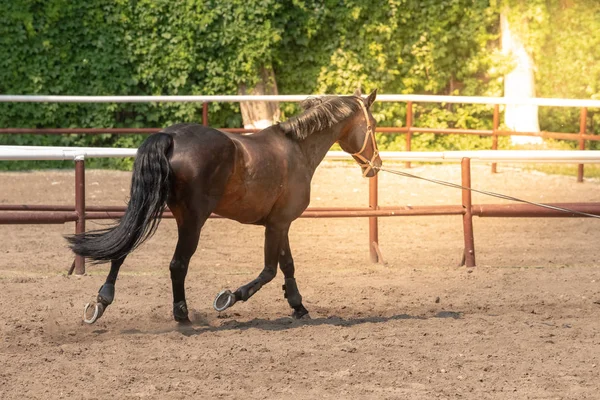 Cavalo olhando para fora de seu estábulo — Fotografia de Stock