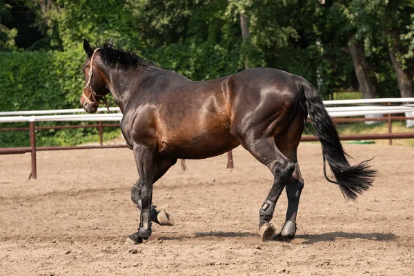 Cavalo olhando para fora de seu estábulo — Fotografia de Stock