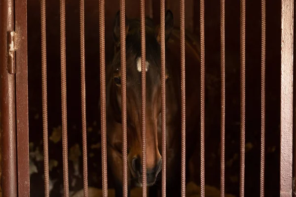 Um cavalo com belos olhos olha para a distância. Pode ser um cavalo triste e solitário. . — Fotografia de Stock