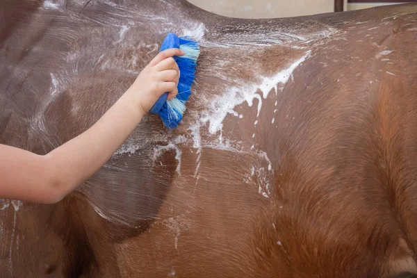 Jovencita lavando un caballo con una manguera y besándolo —  Fotos de Stock