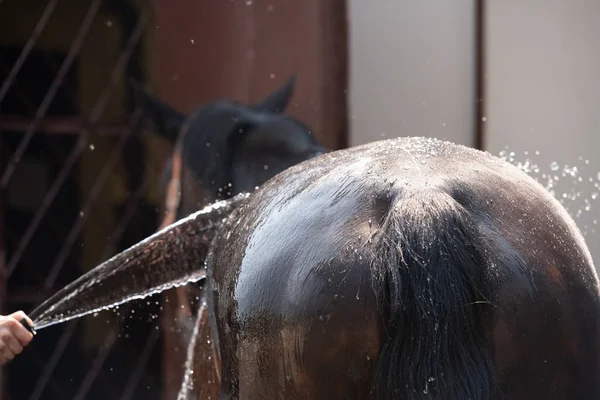 Jovem menina lavando um cavalo com uma mangueira e beijando-o — Fotografia de Stock