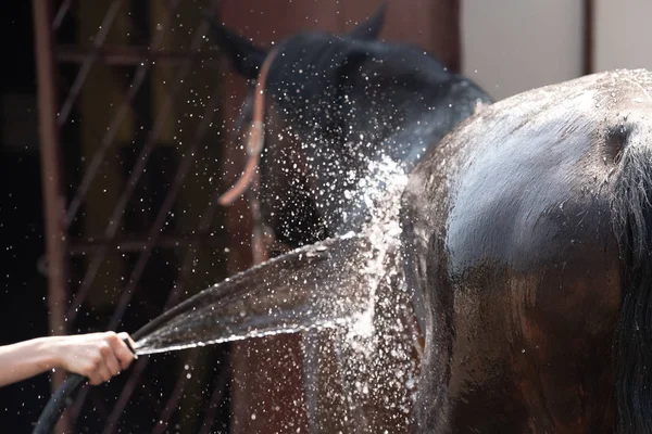Jovem menina lavando um cavalo com uma mangueira e beijando-o — Fotografia de Stock