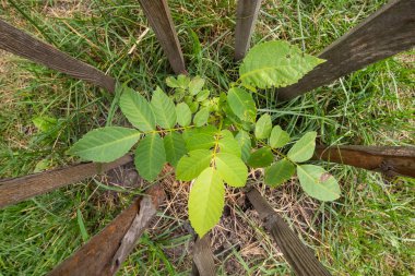 genç ceviz ağacı üst görünümü