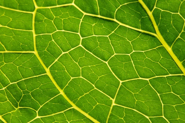 Zielona liść Armoracia zbliżenie, tekstura liść Chrzan zbliżenie. Makro. Zbroja Rusticana. Armoracia. — Zdjęcie stockowe