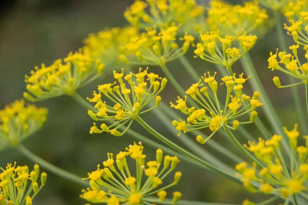 Dill flowers close up. Inflorescences of dill Anethum graveolens .