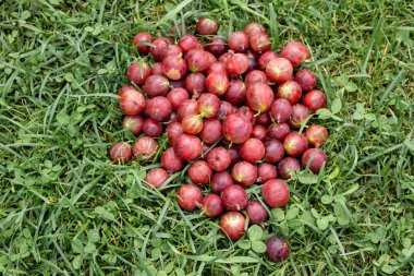 bektaşi üzümü yeşil çim üzerinde dağınık