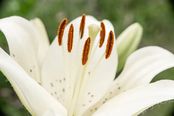 Sarı Lily yakın çekim çiçekleri — Stok fotoğraf