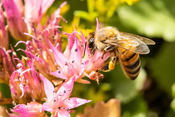 Honey bee with pollen on the legs of a flower — Stock Photo, Image