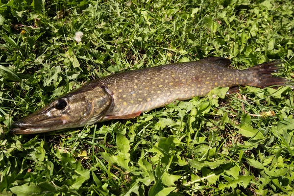 Fiskaren trophy. Sötvattensfisk gädda liggande på det gröna gräset Royaltyfria Stockfoton