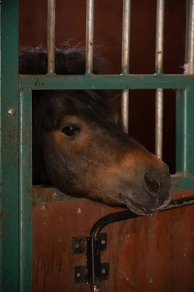 Cabeça de cavalo olhando sobre as portas do estábulo no fundo de outros cavalos — Fotografia de Stock