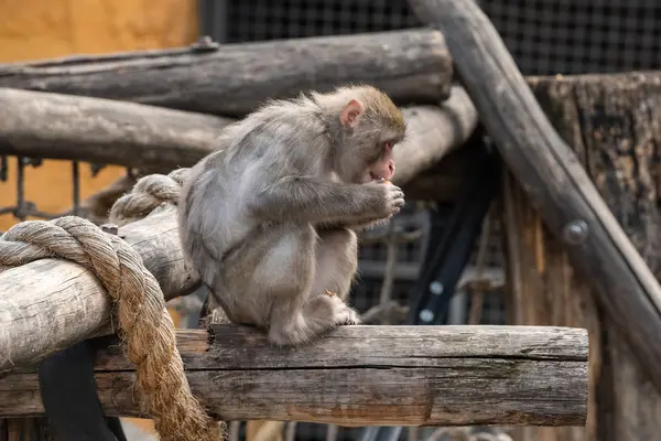 Mono joven sentado en un viejo tronco — Foto de Stock