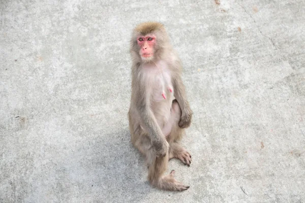 O macaco fêmea está sentado em um piso de concreto — Fotografia de Stock