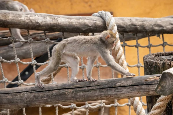 Macaco japonés en el zoológico de Moscú — Foto de Stock