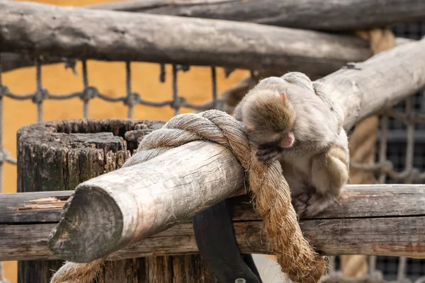 Japanische Makaken im Moskauer Zoo — Stockfoto