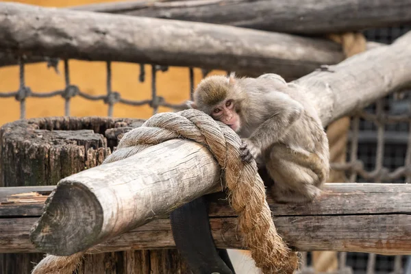 Macaco japonés en el zoológico de Moscú — Foto de Stock