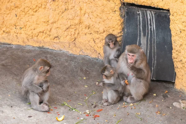 Tres monos cangrejo comiendo macacos acicalándose unos a otros. Tengo esta toma en Taipei Zoo, Taiwán . — Foto de Stock