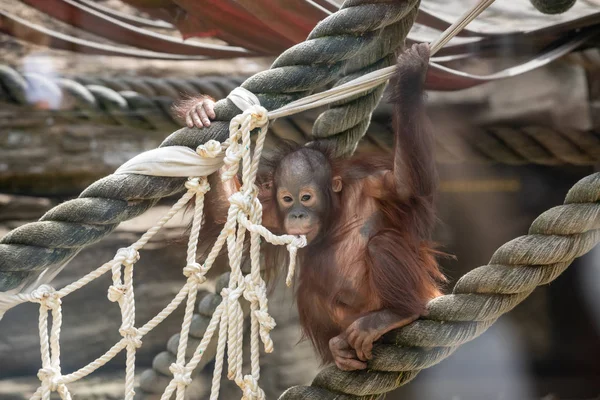 Mirada de un bebé orangután, colgando de una cuerda gruesa. Un pequeño gran mono va a ser un macho alfa. Humano como cachorro de mono en pelaje rojo peludo. — Foto de Stock