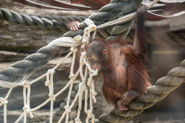 Mirada de un bebé orangután, colgando de una cuerda gruesa. Un pequeño gran mono va a ser un macho alfa. Humano como cachorro de mono en pelaje rojo peludo. — Foto de Stock