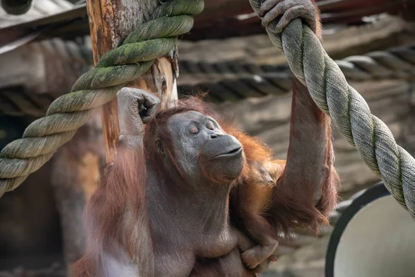 Una hembra del orangután con un cachorro en un hábitat nativo. Orangután borneano Pongo o pygmaeus wurmmbii en la naturaleza silvestre.Bosque lluvioso de Isla Borneo. Países Bajos . — Foto de Stock