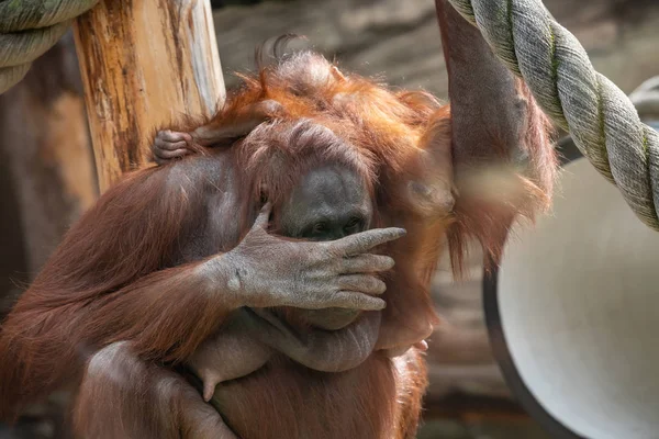 Una hembra del orangután con un cachorro en un hábitat nativo. Orangután borneano Pongo o pygmaeus wurmmbii en la naturaleza silvestre.Bosque lluvioso de Isla Borneo. Países Bajos . — Foto de Stock
