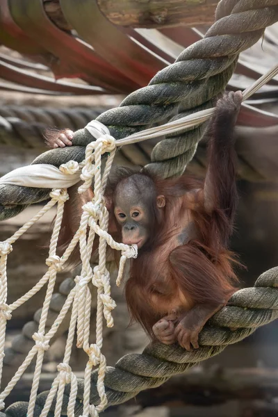 Mirada de un bebé orangután, colgando de una cuerda gruesa. Un pequeño gran mono va a ser un macho alfa. Humano como cachorro de mono en pelaje rojo peludo. — Foto de Stock