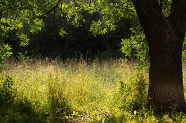 Bahar doğası sahnesi. Güzel bir manzara. Karahindiba, yeşil çim, ağaçlar ve çiçeklerle dolu bir park. Sakin bir arkaplan, güneş ışığı. Manzara güzelliği arka planı