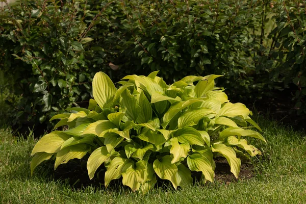 Yeşil hosta bitkileri. Sabahları bitkilere ev sahipliği yapacak. Bir yaz gününde güneşli hosta bitki. Bir yaprağın üzerine çiy damlaları. Peyzaj tasarımı. Site bahçe.