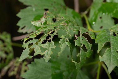 yaprakları yenen larves ile uzak tırtıllar