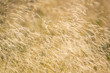 Tüy Otu veya İğne Otu, Nassella tenuissima ve beyaz arka plan