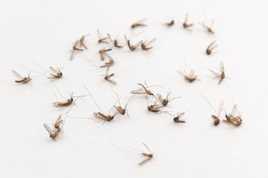 Dead mosquitoes on white background clipart
