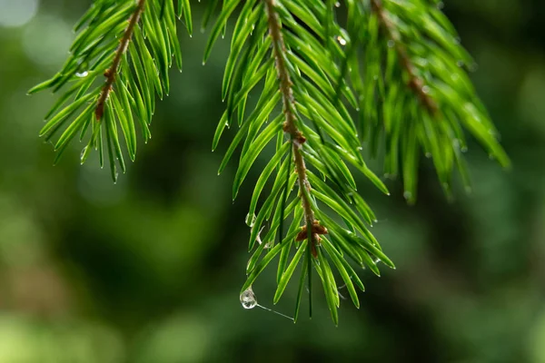 Bir iğne yapraklı ağaç dalı ile su damlaları.