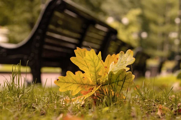 Umgestürzte Eichenblätter, die von der Sonne auf der Oberfläche des Bodens im Wald des Stadtparks an einem sonnigen Herbsttag angezündet wurden. Makro — Stockfoto