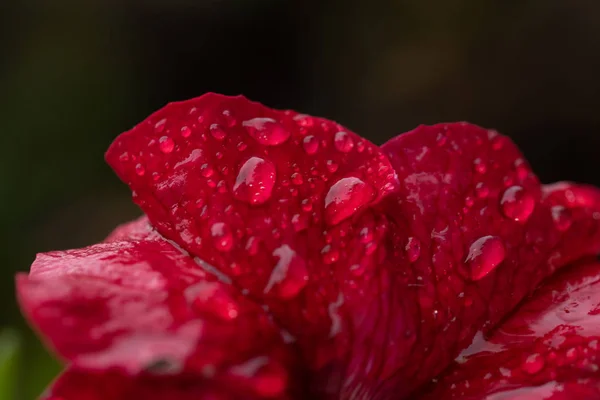 Kırmızı gerbera çiçek kapatmak arka plan — Stok fotoğraf