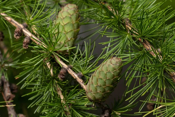 Cônes ovulés verts de mélèze au printemps, début juin . — Photo