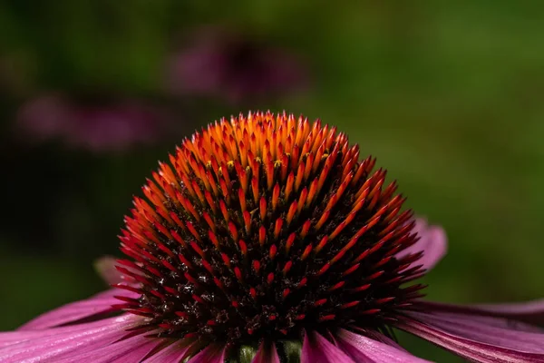 Color echinacea close up on green background — Stock Photo, Image