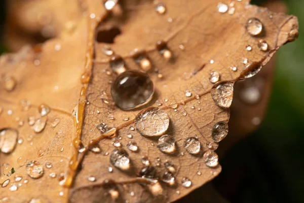 Dedaunan oak jatuh dengan embun. Autumn oak leaves.water drops on fall oak leaves closeup. Dry Autumn Oak Leaf Covered by Water Drops of Rain on Ground (dalam bahasa Inggris). Foto Pendekatan . — Stok Foto